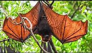 Everything You Need to Know About Golden crowned flying fox Latest Updated Video
