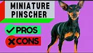 Miniature Pinscher Pros and Cons / Including Min Pin Barking Problems / Should you get One!
