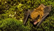 The Top 5 Largest Bats in the United States (And Where You Might Encounter Them)