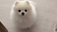 ☕ Adult Full-Grown Teacup Pomeranian White Cloud - Bittypuppies