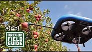 The robots are coming — to pick Pacific Northwest apples | Oregon Field Guide