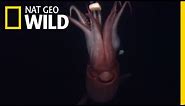 Squid: The Deep Sea Devils | Deep Sea Killers