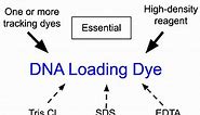 DNA Loading Dye - Laboratory Notes