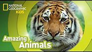 Tiger 🐯 | Amazing Animals