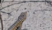 Common Side-blotched Lizard | 2024 Year List