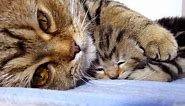 Mom Cat talking to her Cute Meowing Kittens | Generation "P"