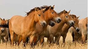 Discover the 10 Oldest Horse Breeds in the World