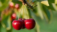How to Grow Cherry Trees - Complete Growing Guide