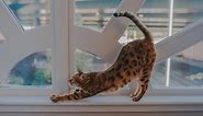 121 Names For Spotted Cats | Cuteness
