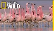 These Flamingos Have Sweet Dance Moves | Wild Argentina