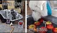 Dog Halloween Party! (Haunted Kennel, Apple Bobbing, and more!)