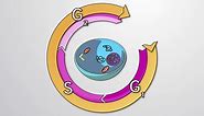 Interphase: G1, S and G2 Phase | Biology | JoVE