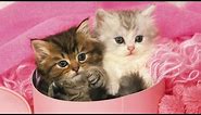Cute Teacup Kittens Vines Compilation