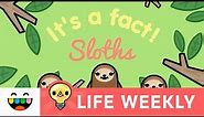 11 Things You Should Know About Sloths | Toca Life: City | Life Weekly | @TocaBoca