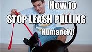 How to Train Your Dog to NOT PULL on the Leash!