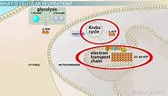 Cellular Respiration in Mitochondria | Process & Function
