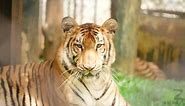 Discover the Rarest Tiger in the World