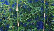 Clumping bamboo, its uses, growing tips, care & pruning.