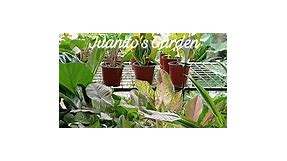 Another successful Plant Live Selling :) Pa antay na lang po ng invoice nyo #plantshop #plantreels #followusformore | Juanito's Garden