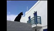 Stray Cats of Greece