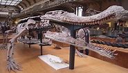 Meet Sarcosuchus, the 10-Ton SuperCroc