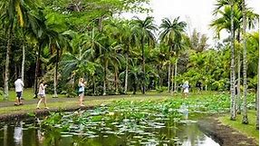 Pamplemousses Botanical Garden, in Mauritius
