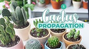 HOW TO PROPAGATE CACTUS EASY & FAST