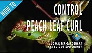 How to Control Peach Leaf Curl