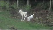 RARE- Baby Albino Moose Twins Captured on Video!