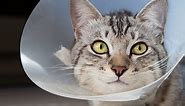 Here's How to Care for Your Cat after She's Spayed