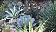 Cactus landscaping/ideas