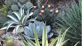 Cactus landscaping/ideas