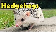 Hedgehogs - 10 Cute Facts about the Hedgehog