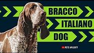 The Bracco Italiano Is A Beautiful And Noble Breed Of Dog.