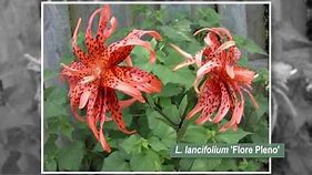 What Are the Different Types of Lilies?