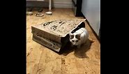 Excited Cat Loves To Play With Paper Bag