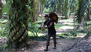 Palm-Oil Migrant Workers Tell of Abuses on Malaysian Plantations
