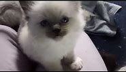 Cute Ragdoll kitten meowing