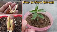 How to grow Almond tree at Home - The EASIEST Way to Grow Almonds Tree