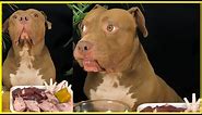 What to do with my Pitbull if I leave the room during shooting!!Pitbull eating raw food!ASMR!