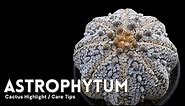 Astrophytum Cactus Care and How to Make them Flower