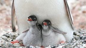 Baby Gentoo Penguins | Video Of The Day