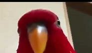 Red bird Sus Looking Meme video