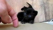 Cute little kitten crying for attention :)