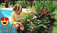 My favorite tropical & exotic flower | Canna Lily care and requirements