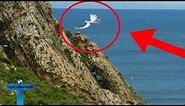 Top 10 Unbelievable Pegasus Caught on Camera In Real Life