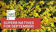 The best native plants for your garden in September!