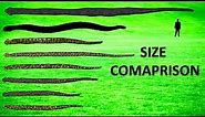 20 Largest Snakes ll Living and Extinct