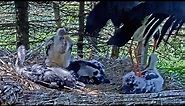 Čápi černí Makov | Neobvyklé chování čapí samice | Unusual behaviour of a female stork