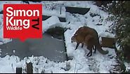 Foxes Mating - Very Rare Footage! - Fascinating Behaviour